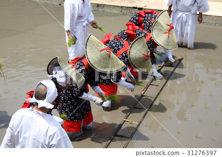Rice Planting Festival Rice Planting Festival 31276397