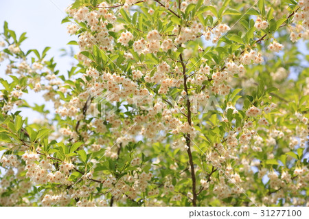 Fresh green park Egonoki flower Fresh green park Egonoki flower 31277100