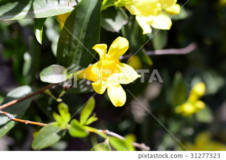 69455 Jasmine 31277323