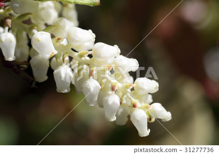 69488 Iwananten 31277736