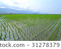 Sorting of green rice 31278379