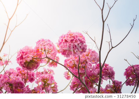 beautiful background with flowers roses 31278450