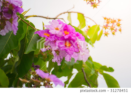 beautiful background with flowers roses beautiful background with flowers roses 31278451