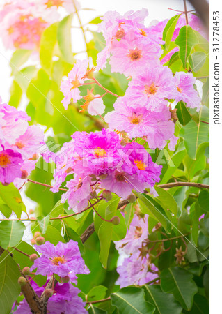beautiful background with flowers roses beautiful background with flowers roses 31278453