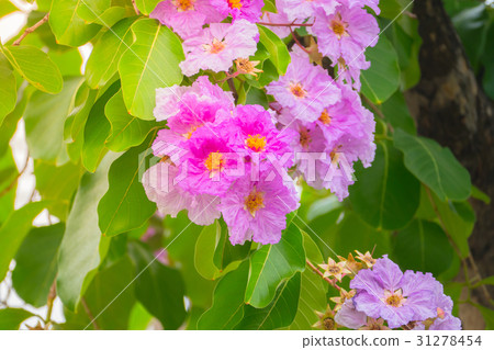 beautiful background with flowers roses beautiful background with flowers roses 31278454