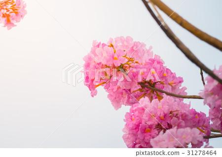 beautiful background with flowers roses beautiful background with flowers roses 31278464