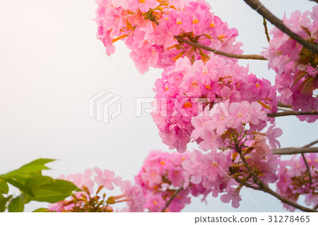 beautiful background with flowers roses beautiful background with flowers roses 31278465