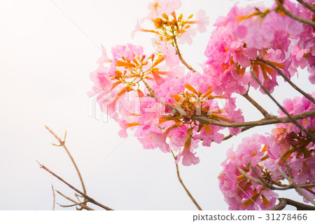 beautiful background with flowers roses beautiful background with flowers roses 31278466