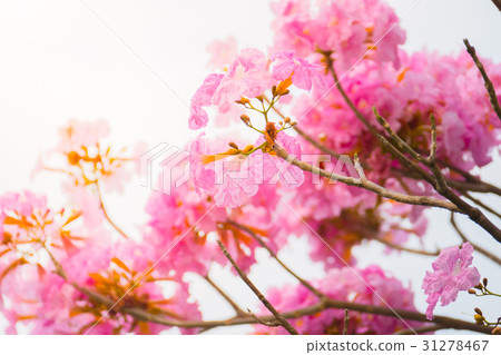 beautiful background with flowers roses 31278467