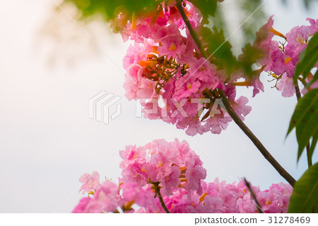 beautiful background with flowers roses beautiful background with flowers roses 31278469