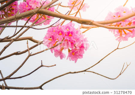 beautiful background with flowers roses beautiful background with flowers roses 31278470