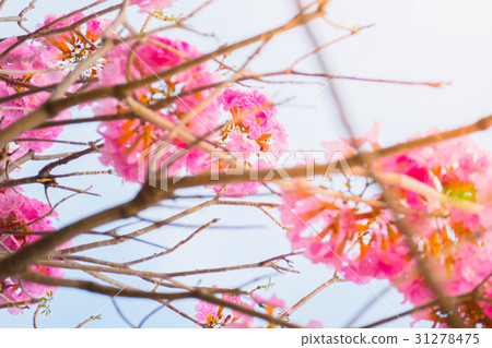 beautiful background with flowers roses beautiful background with flowers roses 31278475
