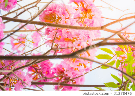 beautiful background with flowers roses beautiful background with flowers roses 31278476