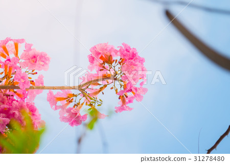 beautiful background with flowers roses beautiful background with flowers roses 31278480