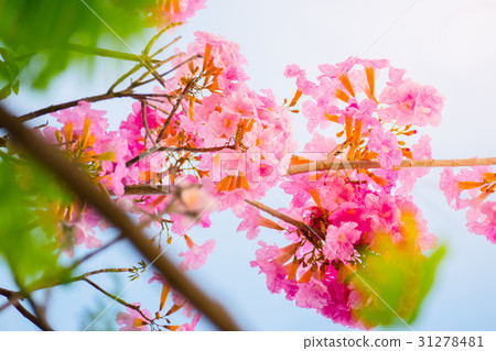 beautiful background with flowers roses beautiful background with flowers roses 31278481