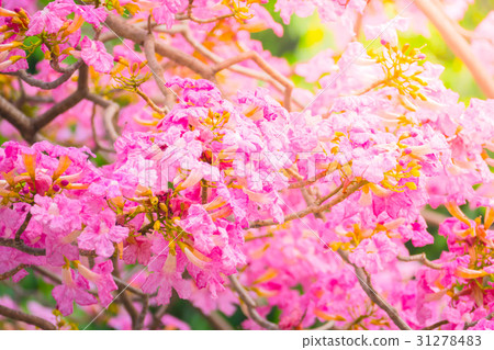 beautiful background with flowers roses beautiful background with flowers roses 31278483
