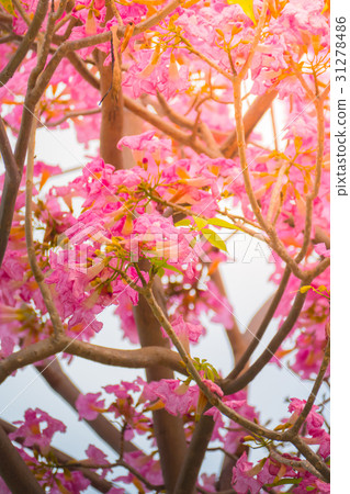 beautiful background with flowers roses beautiful background with flowers roses 31278486