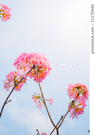 beautiful background with flowers roses beautiful background with flowers roses 31278488