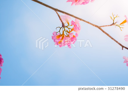 beautiful background with flowers roses beautiful background with flowers roses 31278490
