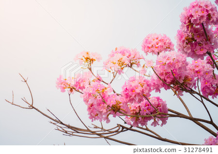 beautiful background with flowers roses 31278491
