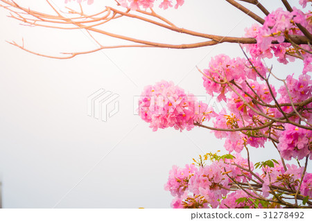beautiful background with flowers roses beautiful background with flowers roses 31278492