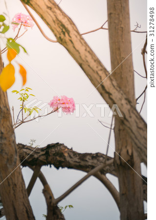 beautiful background with flowers roses beautiful background with flowers roses 31278498