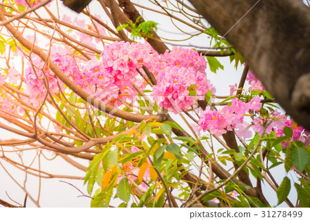beautiful background with flowers roses beautiful background with flowers roses 31278499