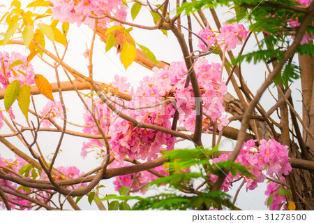 beautiful background with flowers roses beautiful background with flowers roses 31278500