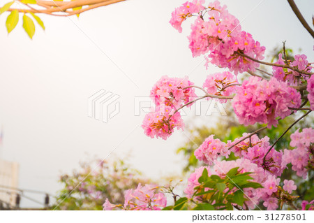 beautiful background with flowers roses beautiful background with flowers roses 31278501