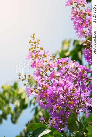 The background image of the colorful flowers 31278553