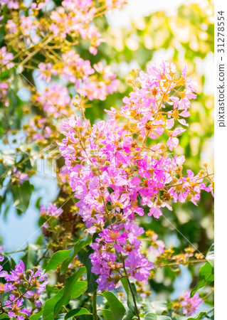 The background image of the colorful flowers 31278554