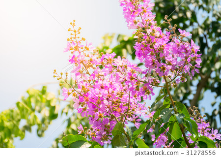 The background image of the colorful flowers The background image of the colorful flowers 31278556