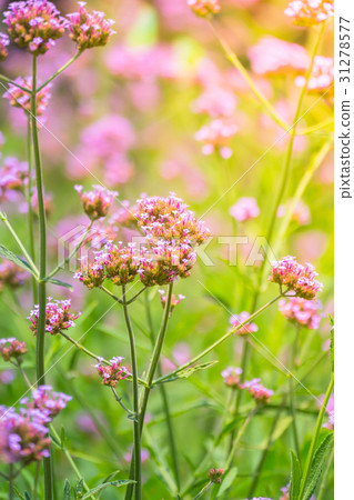 The background image of the colorful flowers The background image of the colorful flowers 31278577