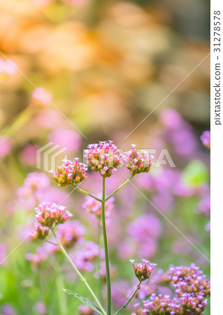 The background image of the colorful flowers 31278578