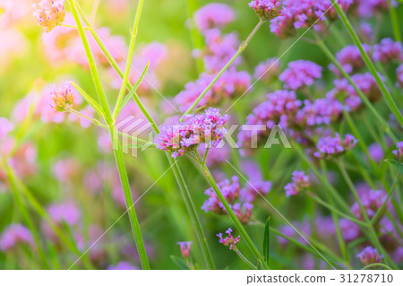 The background image of the colorful flowers 31278710