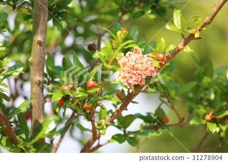Hanazaku flowers 31278904