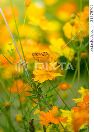 Beautiful Butterfly on Colorful Flower 31279763