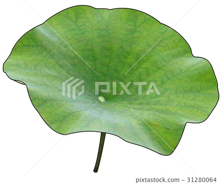 荷葉 荷葉 31280064