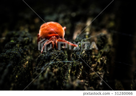 Red velvet mite Red velvet mite 31280066