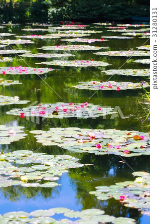 Monet's garden 31280131