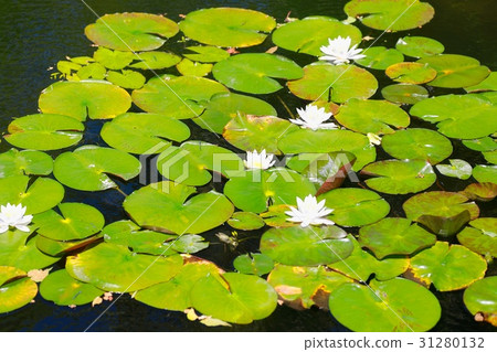 Monet's garden Monet's garden 31280132