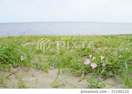 Hamahirugao of horseshoe beach 31280220
