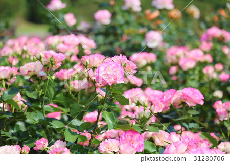  粉紅玫瑰花朵 31280706