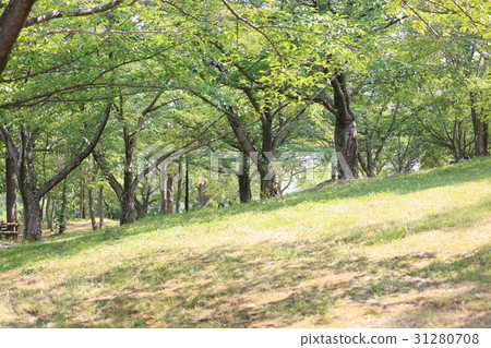 新鮮的綠色公園 31280708