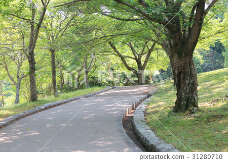 新鮮的綠色公園 31280710