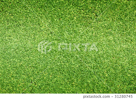 grass background Golf Courses green lawn 31280745