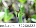 Ladybug 31280822