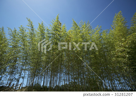 竹森林藍天后面 31281207