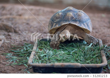African Spurred Tortoise (Geochelone sulcata) 31281213