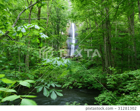 Oirase流白布瀑布 31281302